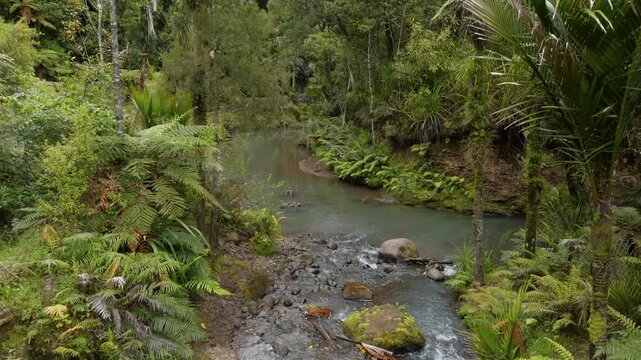 Tropical native forest and river on the Cascade Kauri Walk, Waitakeres, Auckland, New Zealand.