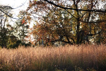 Autumn Trees in the Park