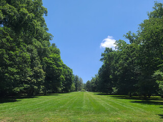 Serene Grassy Landscape with Tall Trees