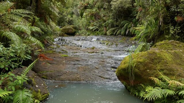 Calm creek flowing over rocks and native tropical forest on the Cascade Kauri Walk, Waitakeres, Auckland, New Zealand.