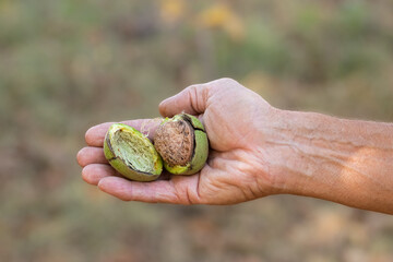 Ripe walnut in green peel.The concept of harvesting walnuts in autumn.