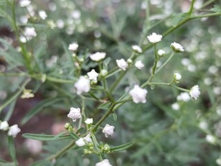 white flowers in the garden