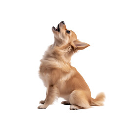 A pomeranian dog sitting on the floor howls very loudly. Isolated on transparent background