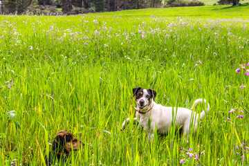 Cauquenes, Chile - October 9, 2024: Chilean Fox Terrier, happy playing in the field.