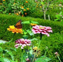 Monarch butterfly on a yellow flower in a garden in early fall