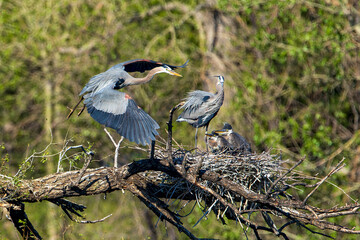 A Great Blue Heron with beautiful wings prepares to leave the nest site in search of more food as the young chicks watch it depart.