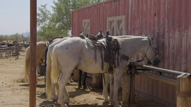 This video shows a row of horses tied to a hitching post, next to a classic rustic red barn.
