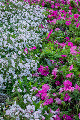 A vibrant bed of white and purple petunias growing closely together in two distinct sections, showcasing the beauty of contrasting colors in a lush, overgrown garden setting.
