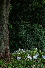 White petunias in pots placed under a large tree with dense green foliage, creating a serene garden setting with natural light and soft shadows.
