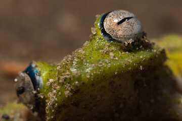 Portrait of a green frog on the ground. Boana cinerascens