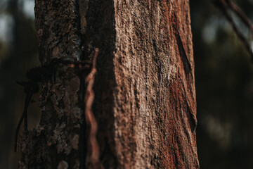 tree bark texture