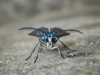 Polilla azul iridiscente