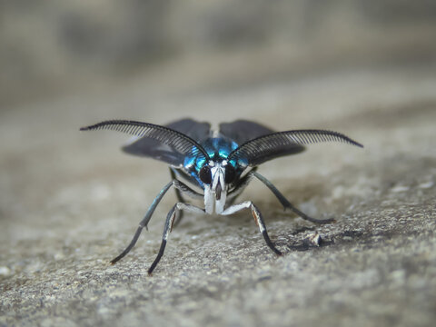 Polilla azul iridiscente