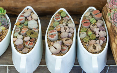 Lithops (Living stone), cactus succulents in planter