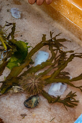 captive sea urchin with kelp