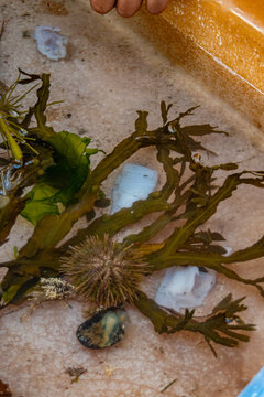 captive sea urchin with kelp
