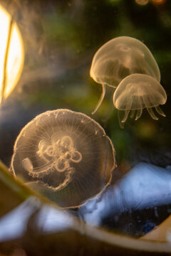 Moon jellies swimming
