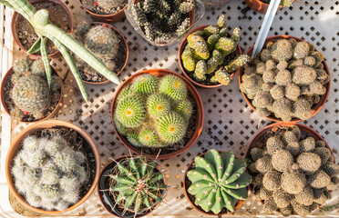 Cactus succulents in a planter garden