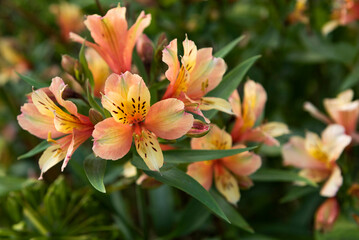 Alstroemeria or Peruvian Lily