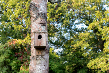 Birdhouse on tree, with tree canopies in the background