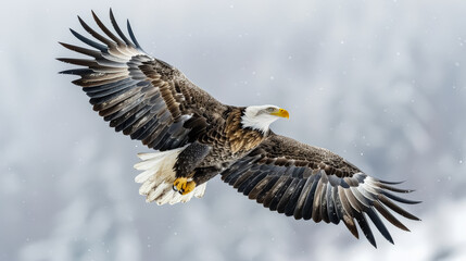 Fototapeta premium Large eagle is flying through the sky with its wings spread wide
