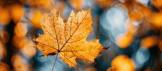 Obraz premium Yellow Dry Maple Leaf Closeup