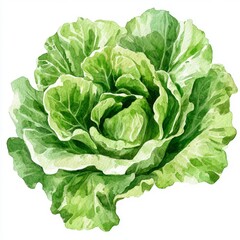 Romaine Lettuce Botanical Illustration