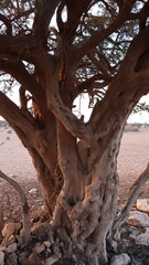 Obraz premium Argan Tree in Moroccan Landscape with Rough Bark and Arid Environment, Essential for Argan Oil Production, Argan Skincare, Argan Hair Oil, Argan Cosmetics, and Organic Argan Benefits