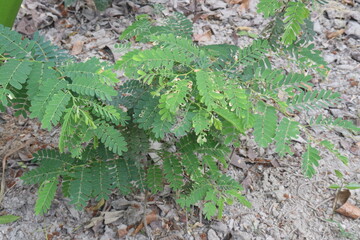 tamarind plant seedling on farm for sell