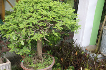 tamarind plant seedling on farm for sell