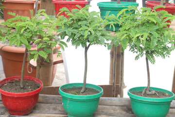 tamarind plant seedling on farm for sell