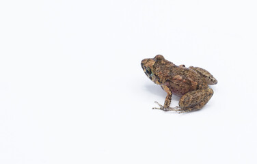 greenhouse frog - Eleutherodactylus planirostris - is a species of frog native to Cuba, Bahamas, and the Cayman Islands, and introduced to other areas. Isolated on white background with copy space