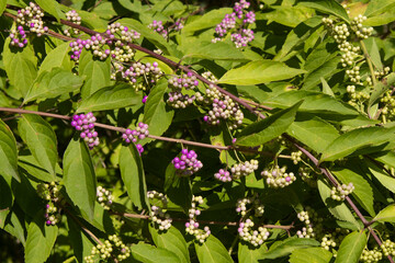 Obraz premium The Spiraea prunifolia tree produces purple flowers.조팝나무는 보라색 꽃을 피웁니다.