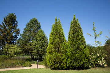 Obraz premium There are two cedar trees across the park lawn.공원 잔디밭너머에 향나무 두그루가 있습니다.