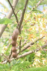 tamarind on tree in farm for sell are cash crops
