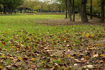 Obraz premium Summer passes, fall comes, and leaves fall.여름은 가고 가을이 와서 낙엽이 떨어집니다.