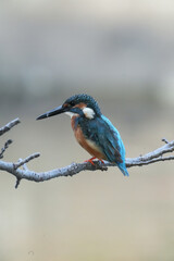 Japanese Common Kingfisher on a branch