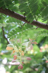 tamarind on tree in farm for sell are cash crops