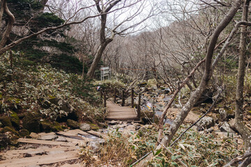 Hallasan National Park, Jeju island, South Korea, spring view of Yeongsil trail with wooden ladder path stairs, trekking and climbing, stairway to Halla mountain, hiking in Korea, Jeju-do, sunny day
