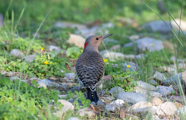 Closeup of a northern flicker standing amongst stones and bright green grass.