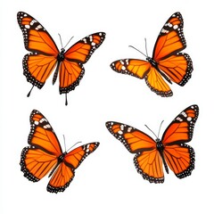 Obraz premium Four Orange Monarch Butterflies Isolated on White Background