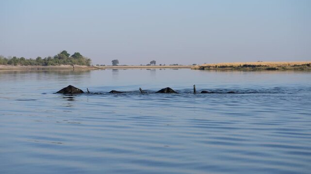 African Elephant (Loxodonta africana) family group including cows and small calves swimming the Chobe river. they swim from Chobe National Park in the evening to the fertile grasslands in Namibia