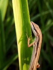 lizard on a leaf macro wild nature
