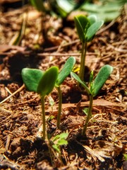 plant nature growth agriculture garden