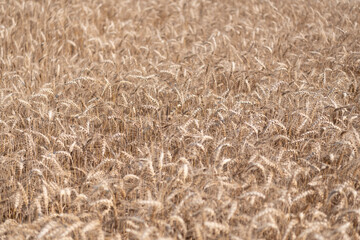 Fototapeta premium Farming crop field. Wheat flied at rural countryside. Agricultural landscape. Crop countryside field. Agrobusiness. Ripe wheat harvest. Agriculture and farming. Barley ear spikelet