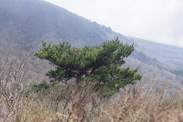 Hallasan National Park, Jeju island, South Korea, spring landscape view of Yeongsil trail, Halla volcano peak, trekking and climbing to Halla mountain, travel and hiking in Korea, Jeju-do, sunny day