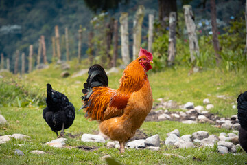 rooster chicken on green farm background in the mountains © Mariana