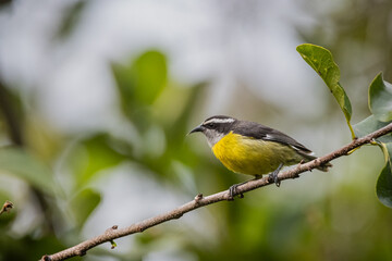 Mielero común perchado
