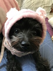 可愛い顔したポメプー