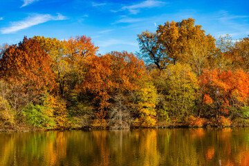 Obraz premium Seasonal fall landscape. Park autumn tree and pond in New York. Scenic fall. Central park in autumn. Autumn landscape with pond. Fall nature landscape. Autumn nature in Central park. Deciduous trees